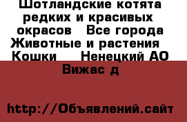 Шотландские котята редких и красивых  окрасов - Все города Животные и растения » Кошки   . Ненецкий АО,Вижас д.